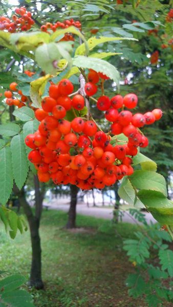 *Bluzka szydełkowa akrylowa Bluzki mikrofibra, Żyj kolorowo 3 *Bluzka szydełkowa akrylowa Bluzki mikrofibra, Żyj kolorowo 3 - Szydełko Pani Myszy