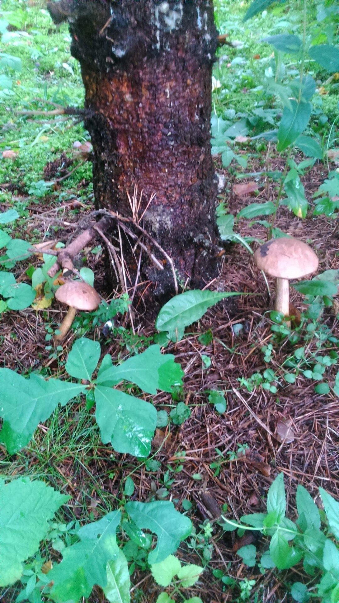 Dywanik bawełniany - zapowiedź jesieni