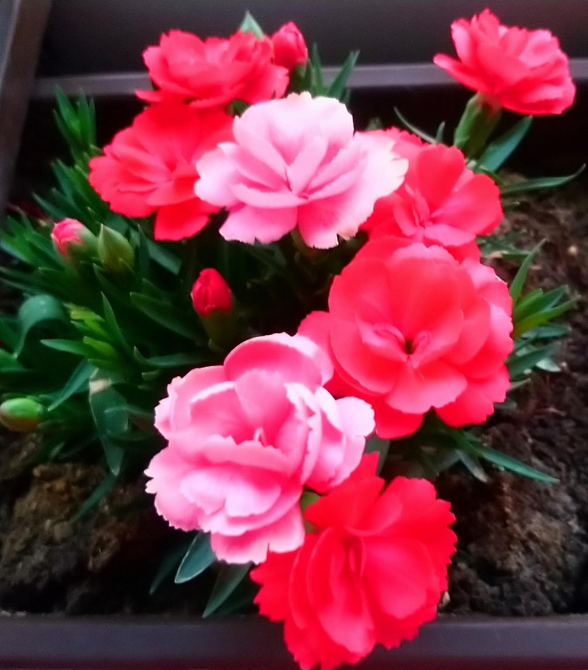 Kwiaty lata zaklęte w komin - Na styku dwóch pasji Kominy akryl, Pasja, Żyj kolorowo 8 Kwiaty lata zaklęte w komin - Na styku dwóch pasji Kominy akryl, Pasja, Żyj kolorowo 8 - Szydełko Pani Myszy