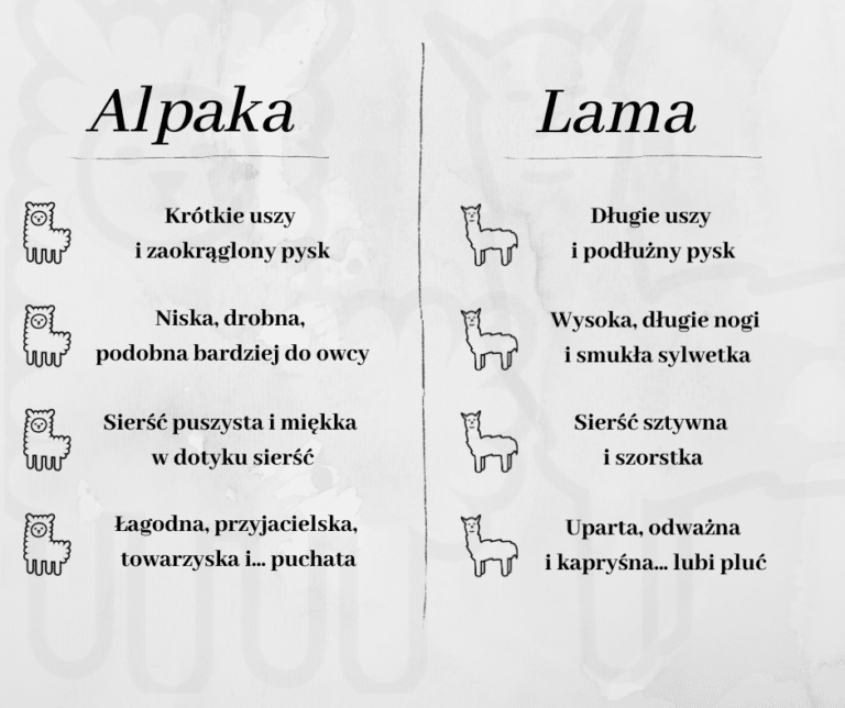 Alpaka jak maskotka Wokół szydełka Pasja, wełna i ... 5 Alpaka jak maskotka Wokół szydełka Pasja, wełna i ... 5 - Szydełko Pani Myszy