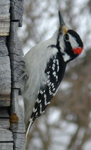 * Sweter - włochaty i kosmaty * Swetry akryl, Szaraki, wełna i ..., Żyj kolorowo 12 * Sweter - włochaty i kosmaty * Swetry akryl, Szaraki, wełna i ..., Żyj kolorowo 12 - Szydełko Pani Myszy