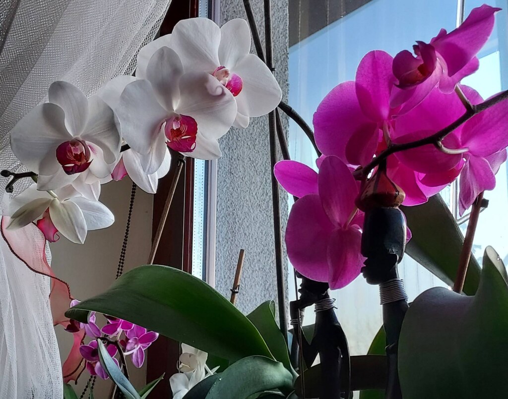 Pełna uroku "Dzika orchidea" Chusty bawełna/akryl, Żyj kolorowo 4 Pełna uroku "Dzika orchidea" Chusty bawełna/akryl, Żyj kolorowo 4 - Szydełko Pani Myszy