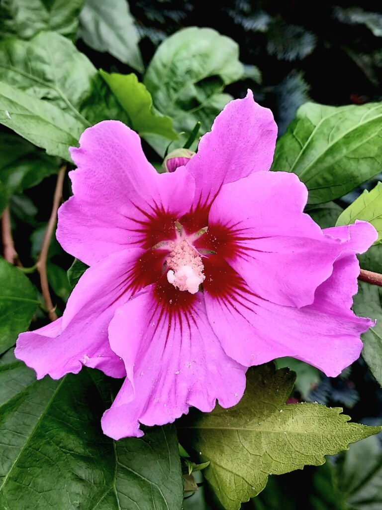 Bajeczna "Nektarynka" Chusty bawełna/akryl, dostępne, W malinowym chruśniaku 8 Bajeczna "Nektarynka" Chusty bawełna/akryl, dostępne, W malinowym chruśniaku 7 - Szydełko Pani Myszy