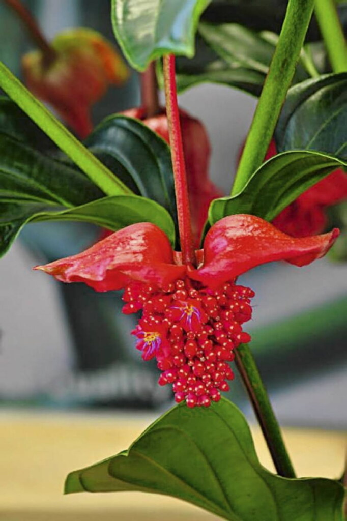 Egzotyczna piękność - "Medinilla" Chusty bawełna/akryl, dostępne, W malinowym chruśniaku 8 Egzotyczna piękność - "Medinilla" Chusty bawełna/akryl, dostępne, W malinowym chruśniaku 8 - Szydełko Pani Myszy