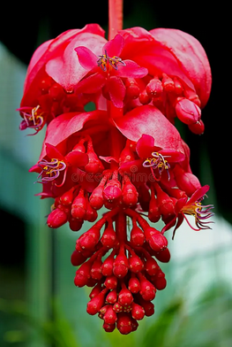 Egzotyczna piękność - "Medinilla" Chusty bawełna/akryl, dostępne, W malinowym chruśniaku 11 Egzotyczna piękność - "Medinilla" Chusty bawełna/akryl, dostępne, W malinowym chruśniaku 11 - Szydełko Pani Myszy