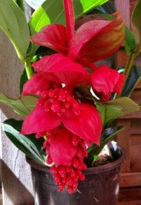 Egzotyczna piękność - "Medinilla" Chusty bawełna/akryl, dostępne, W malinowym chruśniaku 2 Egzotyczna piękność - "Medinilla" Chusty bawełna/akryl, dostępne, W malinowym chruśniaku 2 - Szydełko Pani Myszy