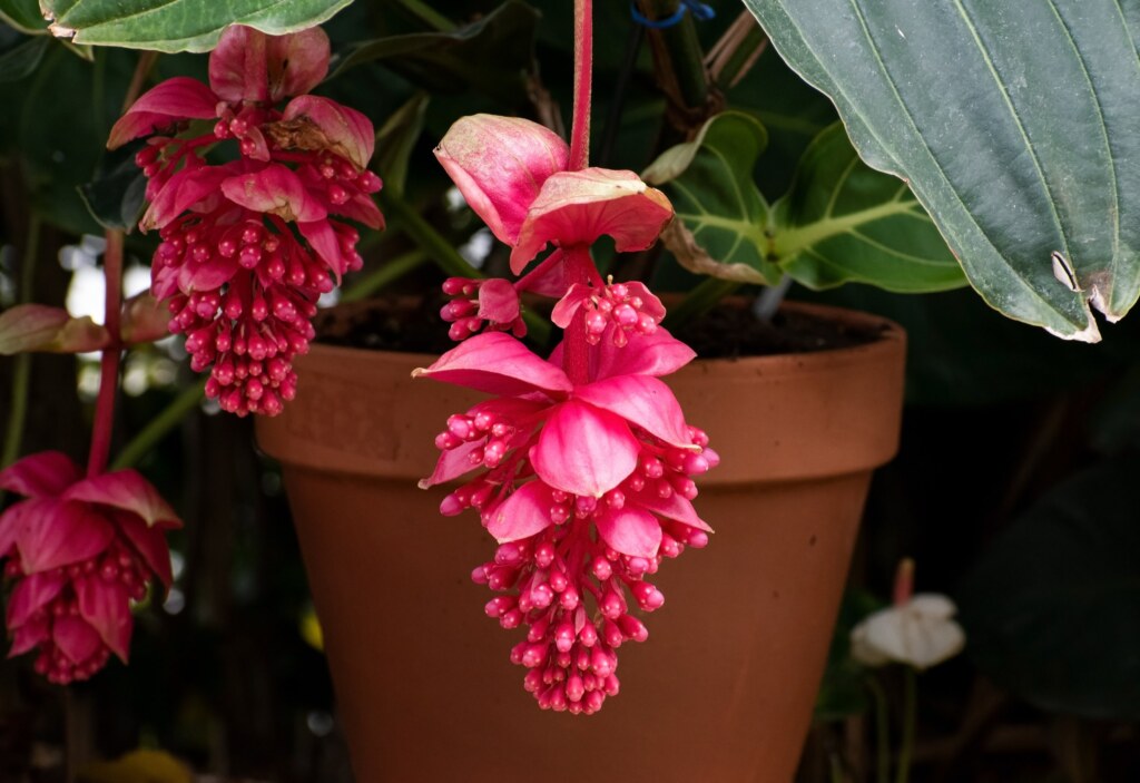 Egzotyczna piękność - "Medinilla" Chusty bawełna/akryl, dostępne, W malinowym chruśniaku 4 Egzotyczna piękność - "Medinilla" Chusty bawełna/akryl, dostępne, W malinowym chruśniaku 4 - Szydełko Pani Myszy