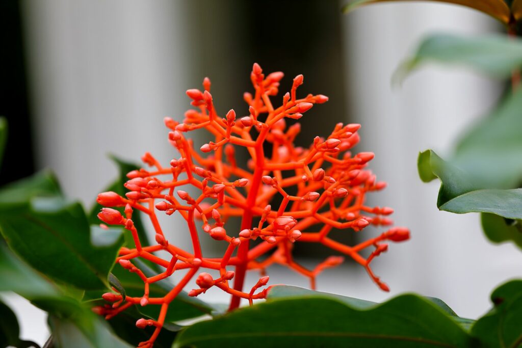 Egzotyczna piękność - "Medinilla" Chusty bawełna/akryl, dostępne, W malinowym chruśniaku 14 Egzotyczna piękność - "Medinilla" Chusty bawełna/akryl, dostępne, W malinowym chruśniaku 14 - Szydełko Pani Myszy