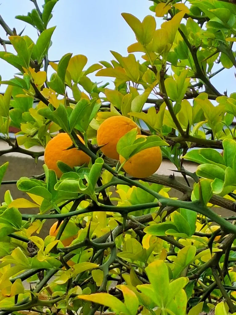 Sweter "pomarańcza" Bluzki, Swetry bawełna, dostępne, Żyj kolorowo 9 Sweter "pomarańcza" Bluzki, Swetry bawełna, dostępne, Żyj kolorowo 3 - Szydełko Pani Myszy